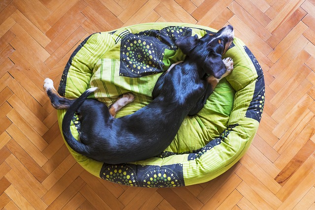 dog bed